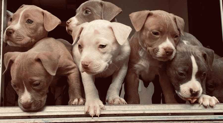 white-pitbulls-genetics