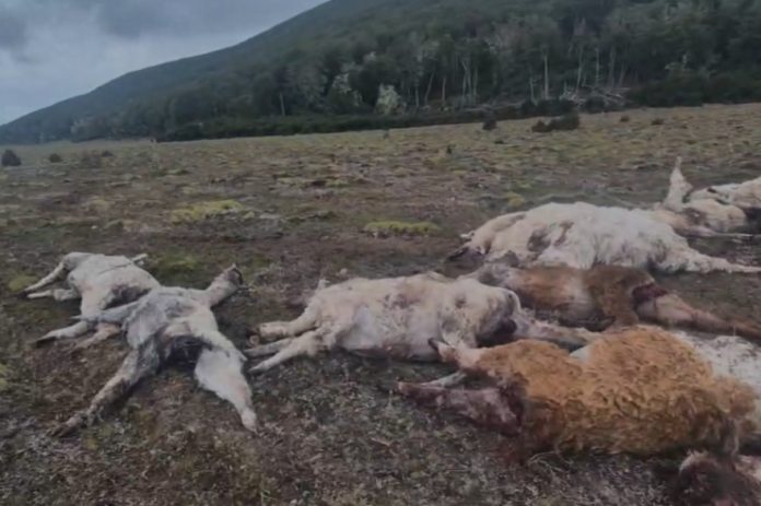 20260124121203_captura_de_pantalla_2026_01_24_121141