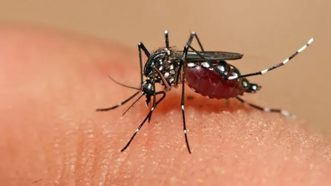 Registran 7 casos de Dengue en la provincia, pero contraído en el norte
